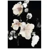 Peony Portrait Print