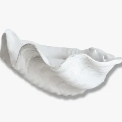 Shell Tray